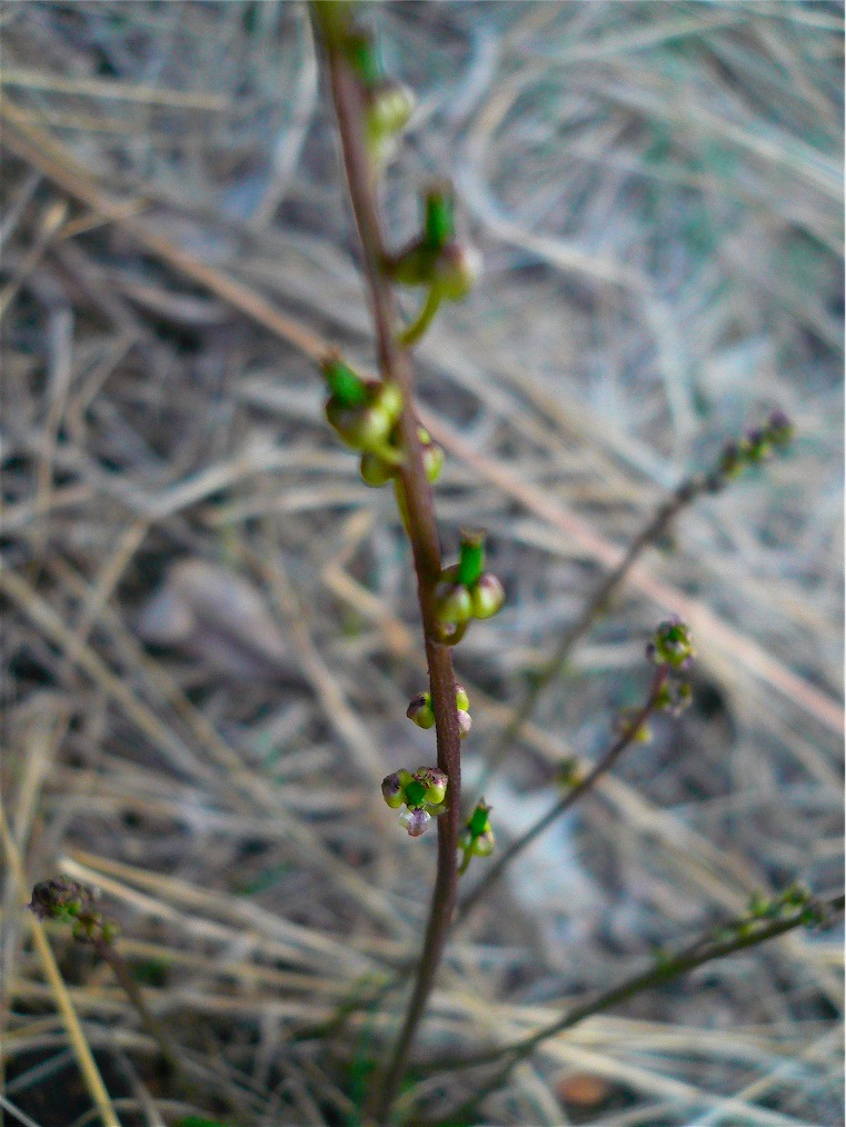 Triglochin laxiflorum / Giucastrello meridionale